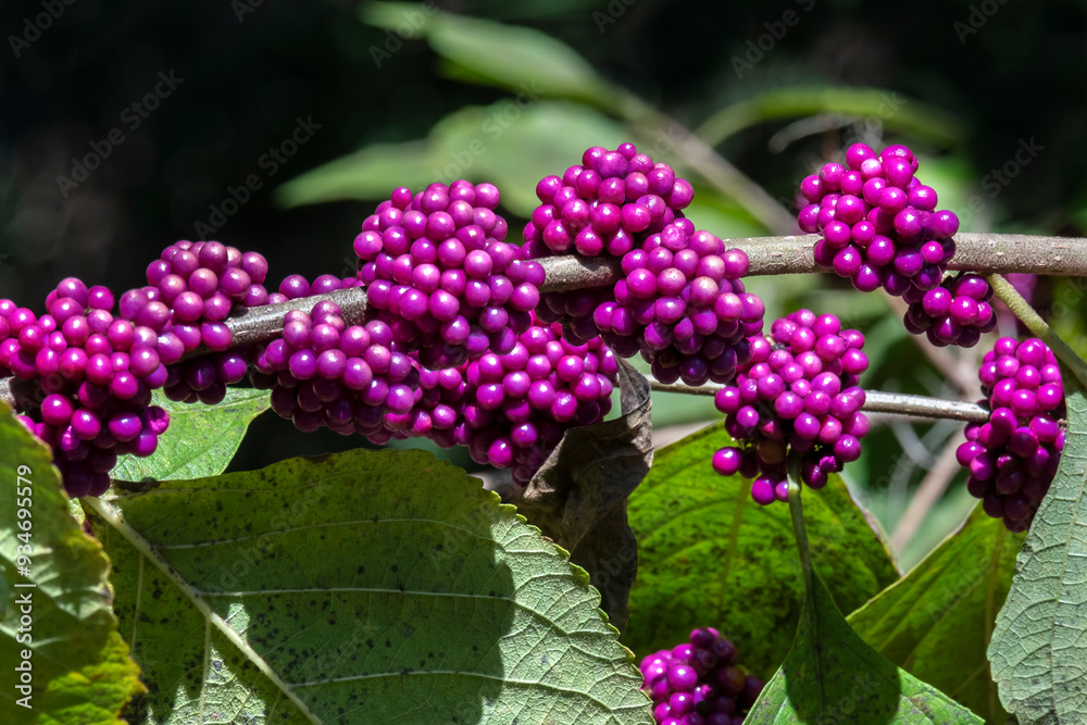 Beautyberry bush detail, Florida Beautyberry bush detail, Florida