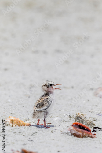 A lone least tern chick on a nesting beach. photo