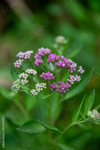 Pretty pink flower blooms from camphorweed. photo