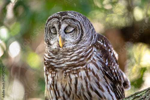 Portrait of a Barred Owl with his eyes closed photo