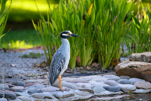 Yellow-crowned night heron standing majestic alongside a pond against green reeds. photo
