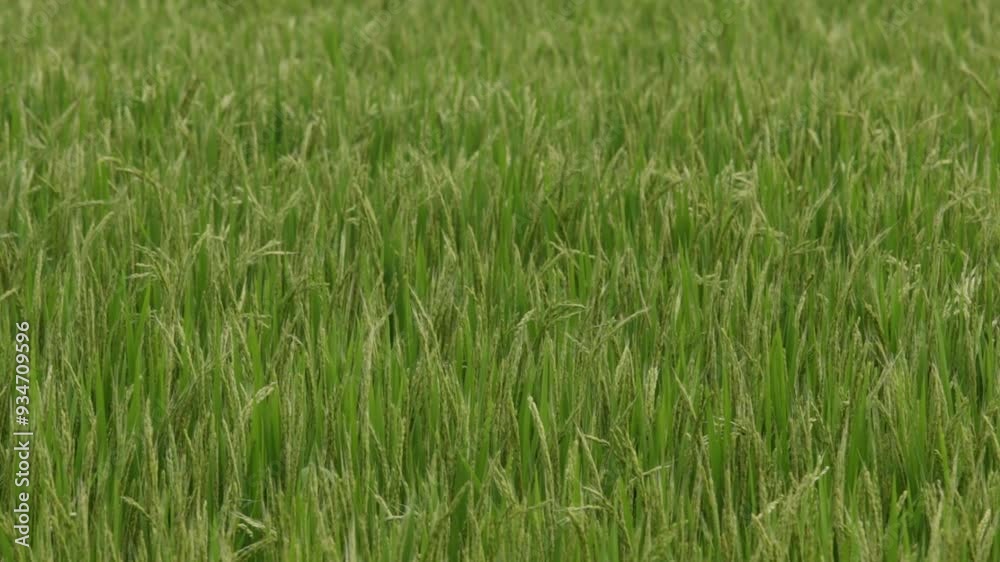 Green rice crop growing in Japan paddy field swaying in wind Green rice crop growing in Japan paddy field swaying in wind