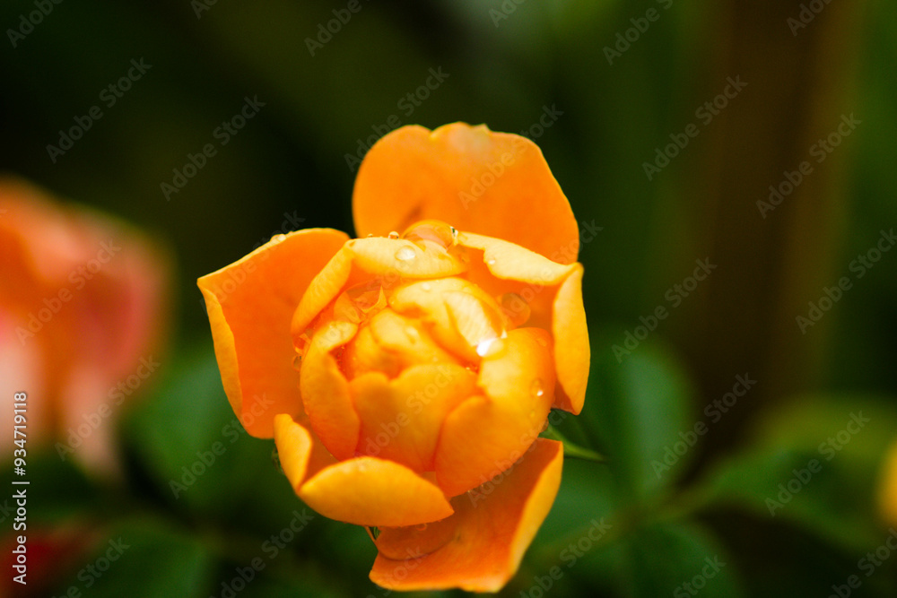 Roses have 5 sepals, with a number of petals ranging from 5-60. They have a light fragrance, not as intensely fragrant as other flowers, and have different colors according to the species, with the ro Roses have 5 sepals, with a number of petals ranging from 5-60. They have a light fragrance, not as intensely fragrant as other flowers, and have different colors according to the species, with the ro