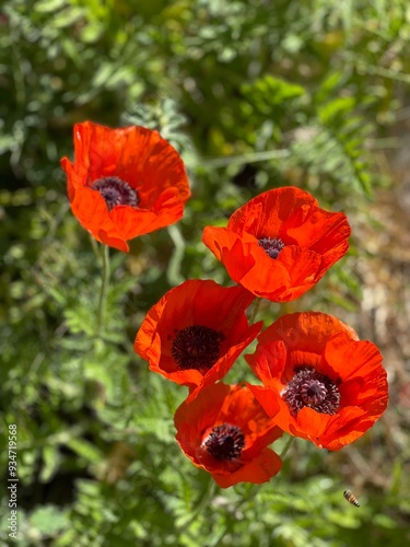 Poppy flowers