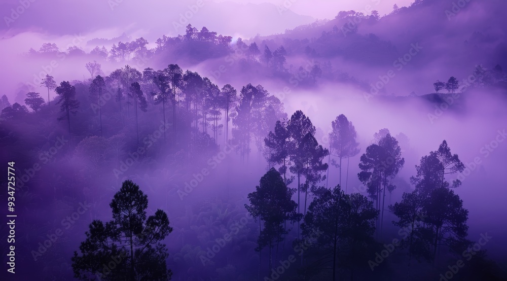Silhouettes of Trees in a Purple Foggy Forest Silhouettes of Trees in a Purple Foggy Forest