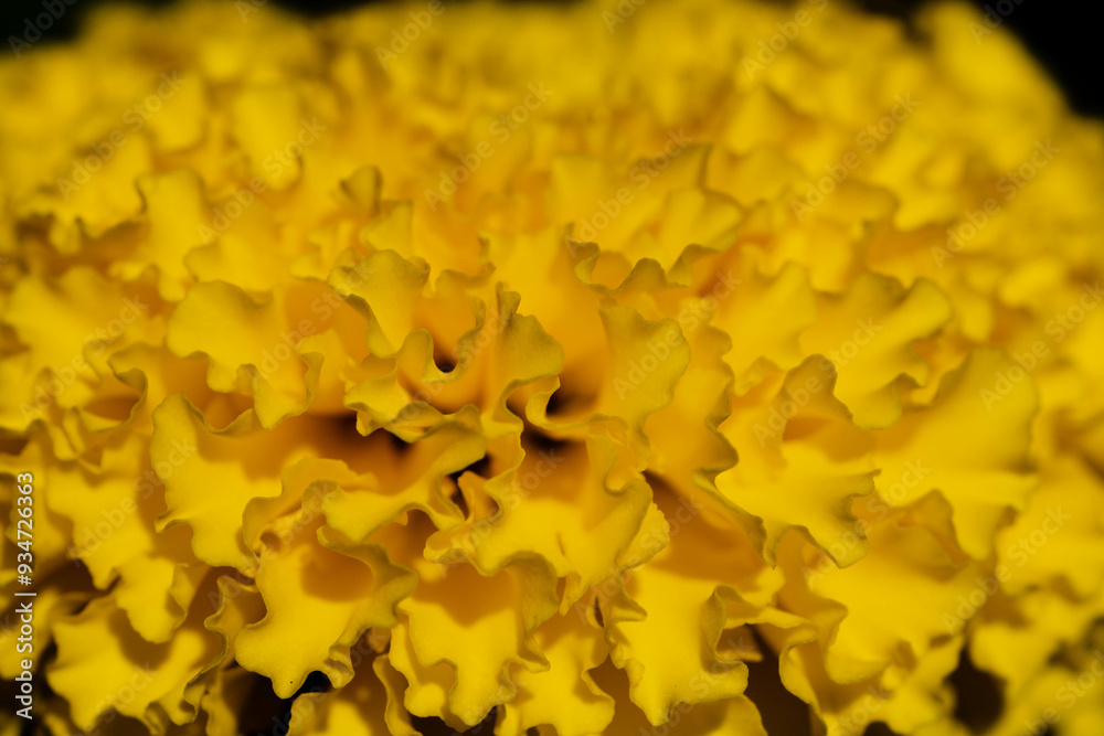 Marigold is a flowering plant 25-60 cm tall. The leaves are lance-shaped, pointed tips, serrated edges. The flowers are in a single cluster at the tip of the shoot. The outer flower petals are gutter Marigold is a flowering plant 25-60 cm tall. The leaves are lance-shaped, pointed tips, serrated edges. The flowers are in a single cluster at the tip of the shoot. The outer flower petals are gutter