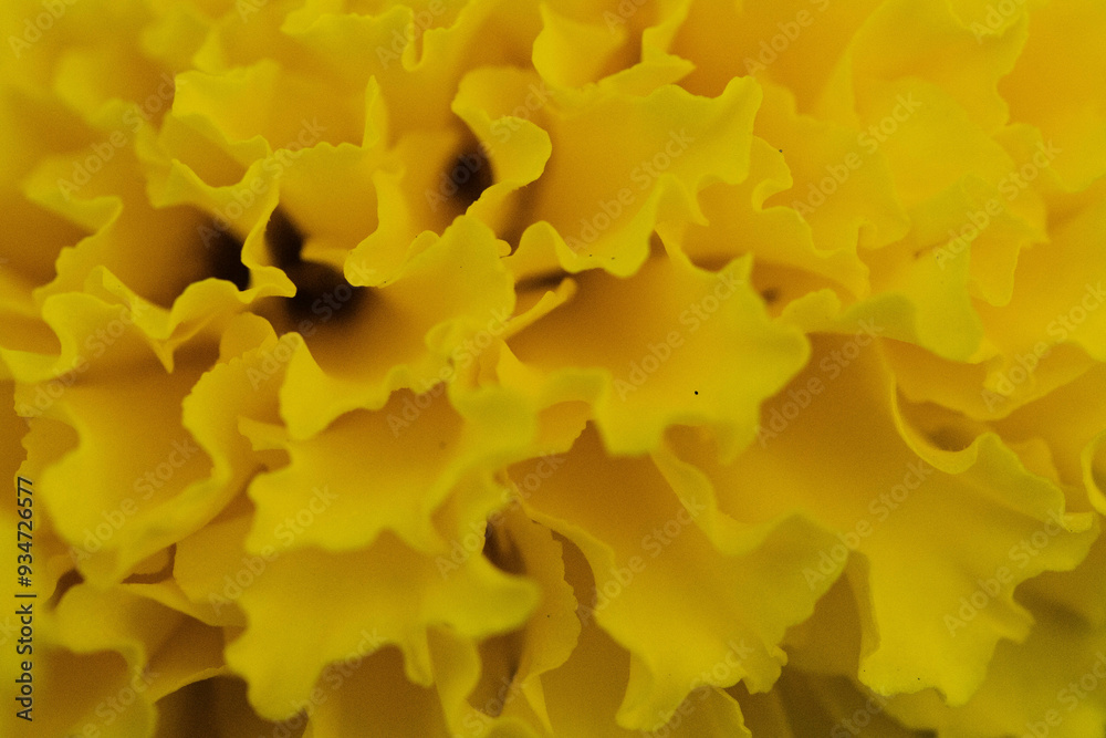 Marigold is a flowering plant 25-60 cm tall. The leaves are lance-shaped, pointed tips, serrated edges. The flowers are in a single cluster at the tip of the shoot. The outer flower petals are gutter Marigold is a flowering plant 25-60 cm tall. The leaves are lance-shaped, pointed tips, serrated edges. The flowers are in a single cluster at the tip of the shoot. The outer flower petals are gutter
