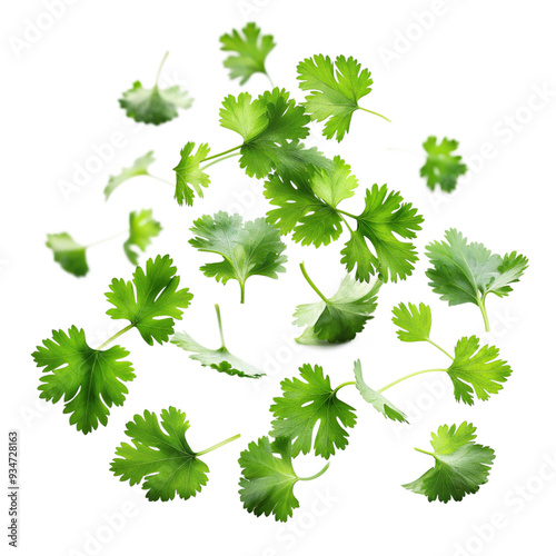 Graphic Design Ready Falling Coriander Leaf - High-Quality Isolated PNG