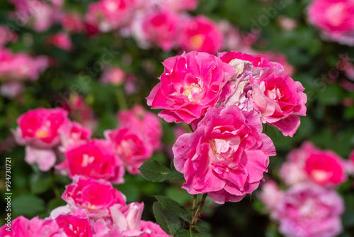 Detail view of roses of the rose garden at Yoyogi park in Tokyo