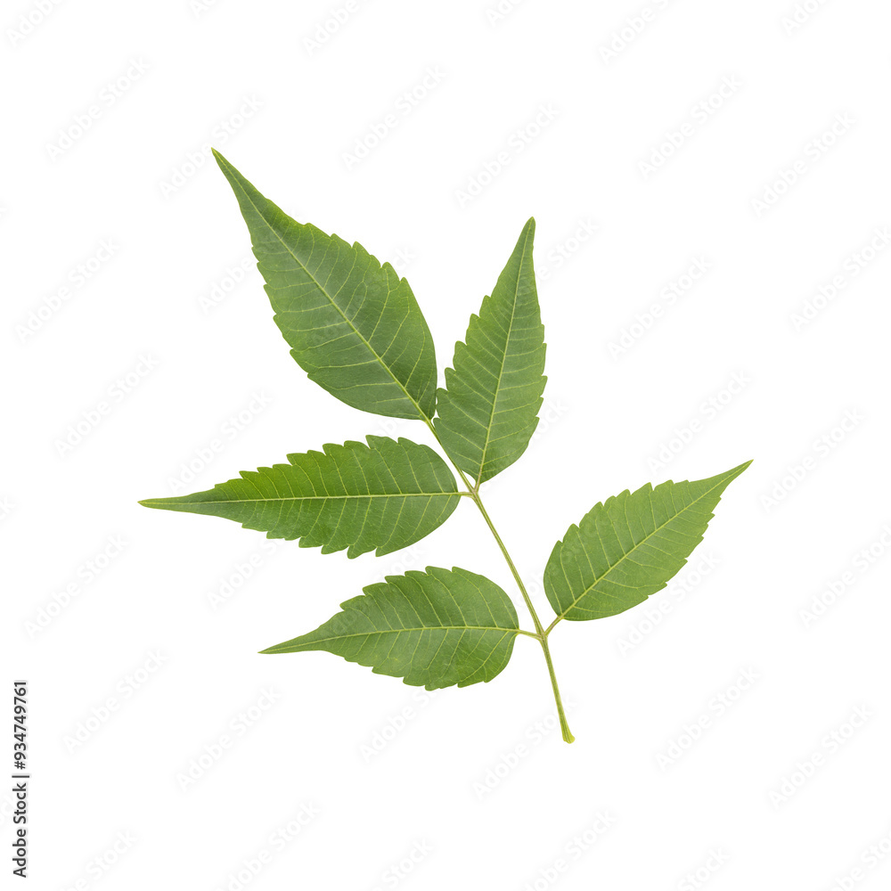 Fresh green wild neem leaves isolated on transparent background Fresh green wild neem leaves isolated on transparent background
