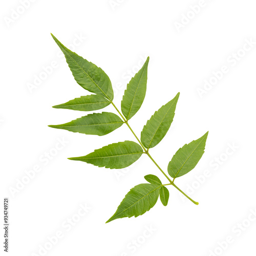 Fresh green wild neem leaves isolated on transparent background