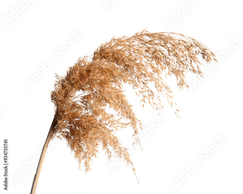 Dry reeds isolated on white background, closeup