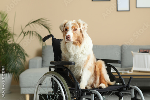 Australian shepherd dog sit...