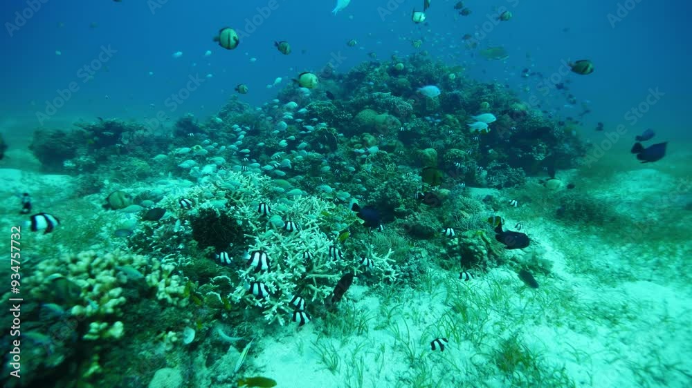 Varied school of striped fish ranging in sizes swirls around reef Varied school of striped fish ranging in sizes swirls around reef