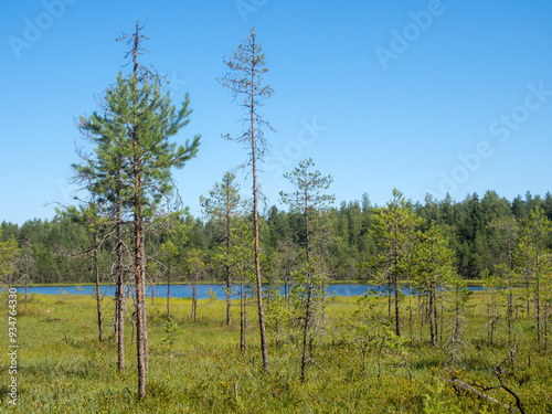 landscape with swamp in the forest