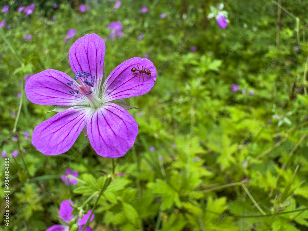 Fototapeta premium marsh geranium in the park, purple flower and green plants around