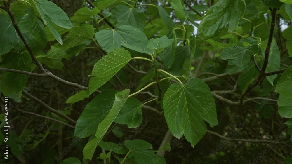 Fig tree leaves in an outdoor setting in southern italy, specifically puglia, highlighting their vibrant green color and intricate vein patterns. Fig tree leaves in an outdoor setting in southern italy, specifically puglia, highlighting their vibrant green color and intricate vein patterns.