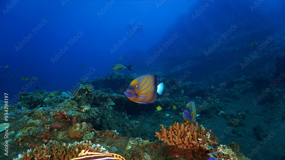 Underwater close up photo of a colorful fish at a tropical coral reef. From a scuba dive in Bali, Indonesia. Underwater close up photo of a colorful fish at a tropical coral reef. From a scuba dive in Bali, Indonesia.