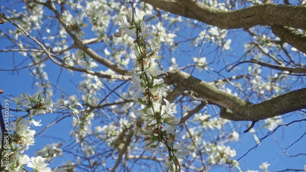 Close-up of a blooming almond tree branch with white flowers against a backdrop of clear blue sky in outdoor puglia, southern italy.