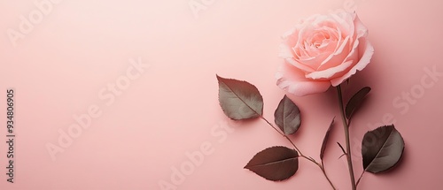 Blush rose matte background elegant floral design romantic feminine touch soft and calming minimalist aesthetic digital artistry photo