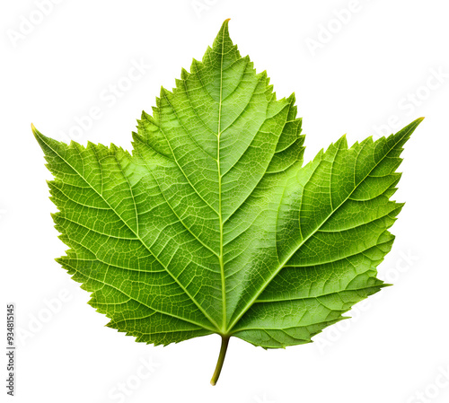 green leaf isolated on white, generative ai