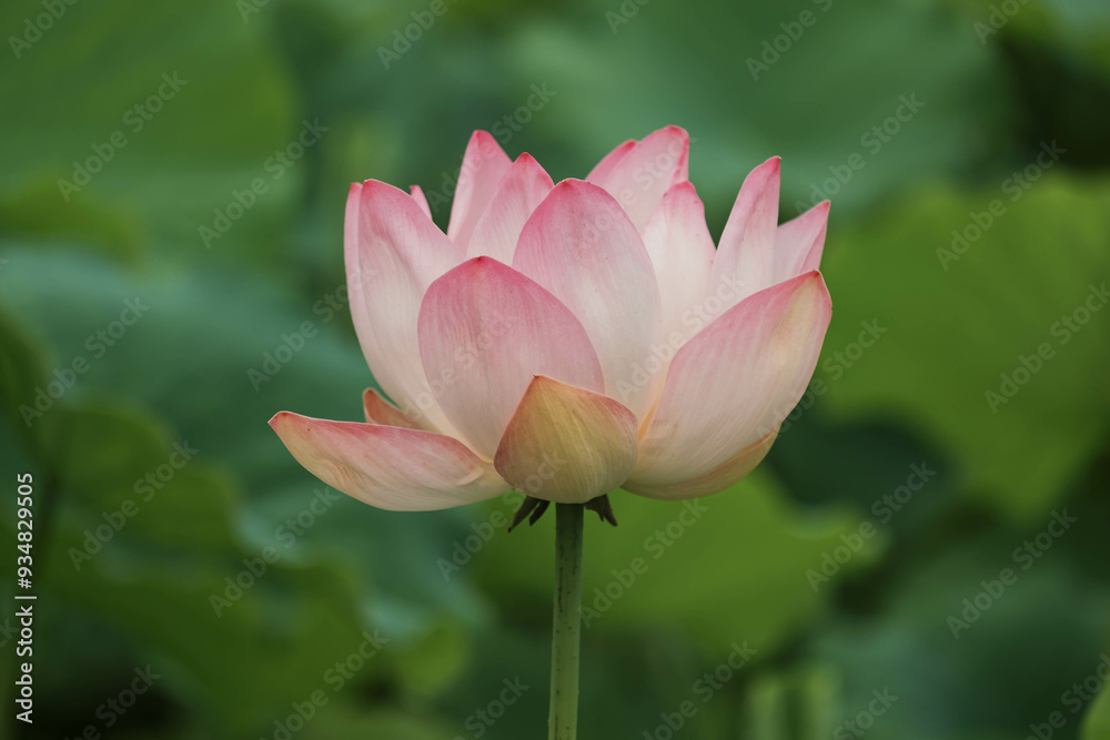 Elegant Lotus Flowers in Bloom: A Serene Nature Landscape Elegant Lotus Flowers in Bloom: A Serene Nature Landscape