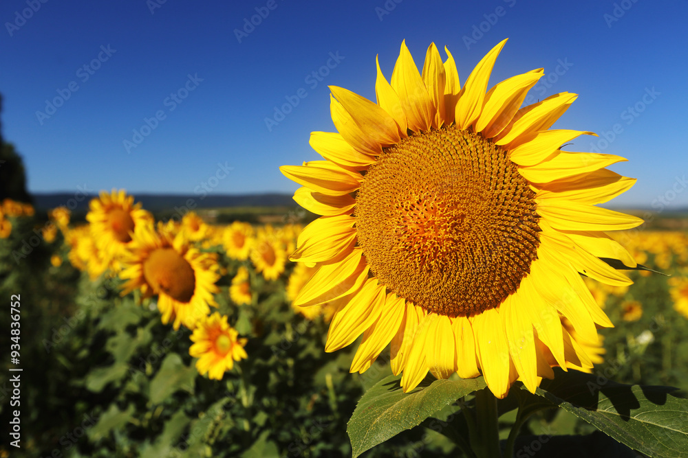 Naklejka premium Sunflower on blue sky
