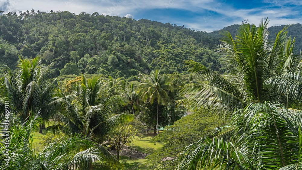 Obraz premium Lush green tropical vegetation. The spreading leaves of palm crowns are in the foreground. A hill covered with thickets of jungle trees, against a blue sky and clouds. Malaysia. Borneo. Kota Kinabalu