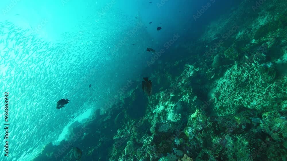 Small exotic fishes swim against massive sardines school Small exotic fishes swim against massive sardines school
