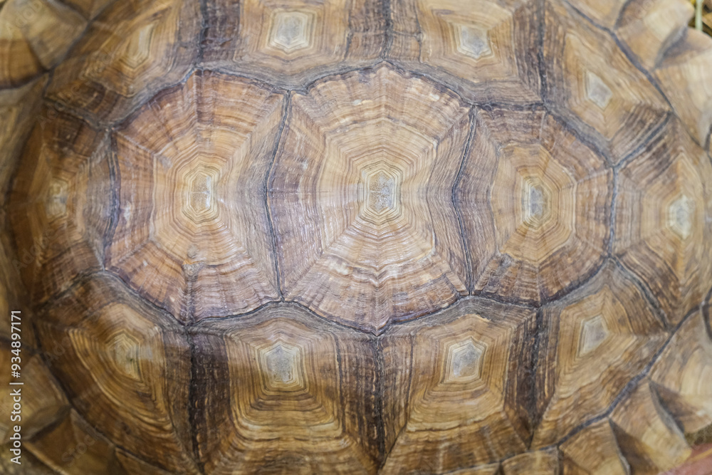 turtle on the stone turtle on the stone