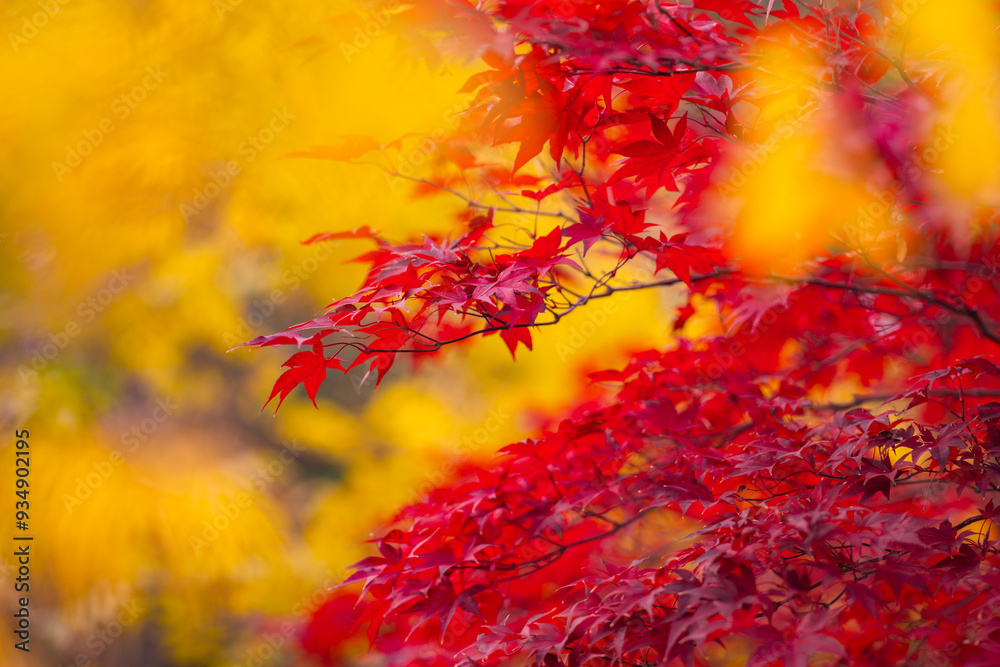 Autumn tree with autumnal leaf background. Autumn leaves, gold and red leaves of autumn background. Maple leaves. Colorful autumn leaves. natural background. Autumn tree with autumnal leaf background. Autumn leaves, gold and red leaves of autumn background. Maple leaves. Colorful autumn leaves. natural background.