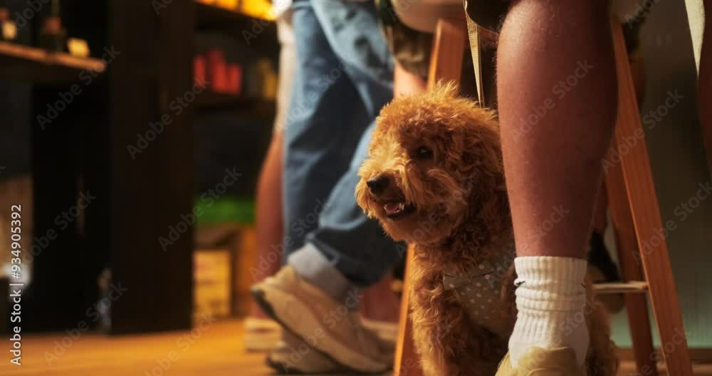 Portrait of a small dog of the toy poodle breed who sitting next to his owner on a leash and looks around. Pet friendly cafe. Walking with a doggy. Portrait of a small dog of the toy poodle breed who sitting next to his owner on a leash and looks around. Pet friendly cafe. Walking with a doggy.