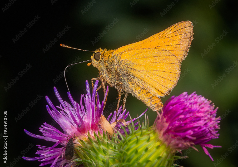 Macrophotography of a Delaware Skipper (Anatrytone logan) on a thistle flower.