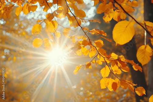 Autumnal sunlight illuminating yellowing leaves with sunny clear beautiful background