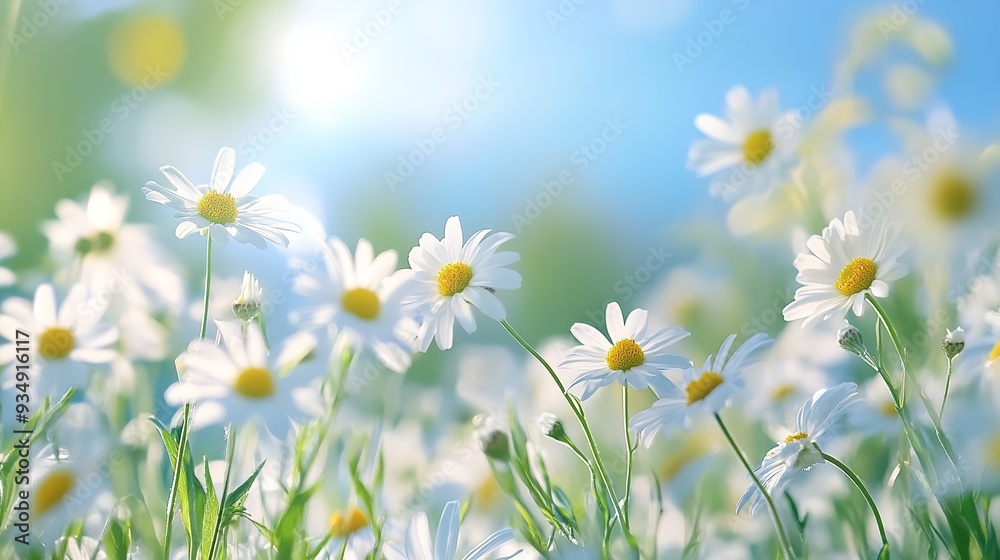 Fototapeta premium Sun-Kissed Daisy Paradise: A field of white daisies bask in the warm glow of the sun, their delicate petals reaching towards the azure sky. 
