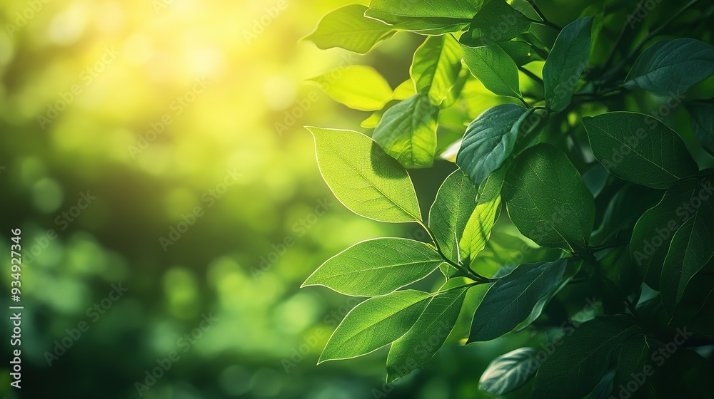 Sun-Kissed Sanctuary: Lush foliage glows in the warm embrace of golden hour sunlight, offering a serene and vibrant backdrop. 