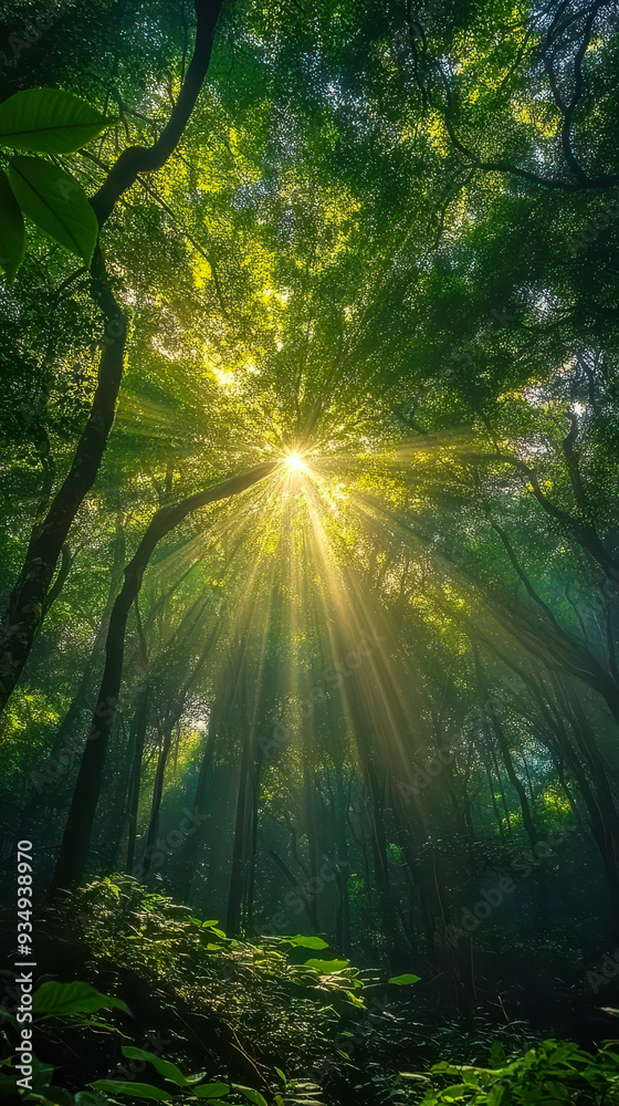 Fototapeta premium Sunlight Streaming Through Dense Tree Canopy in Serene Forest Illuminates Nature's Beauty and Tranquility