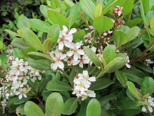 Pictures of yeddo hawthorn blossoms photo