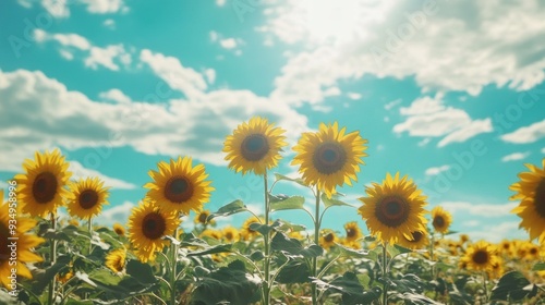 Sunflowers in a Field with Blue Sky and Clouds