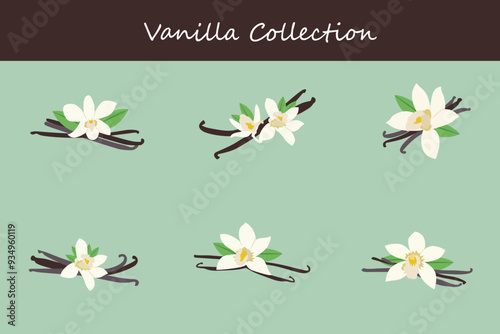 vanilla collection in different poses. Vector illustration.