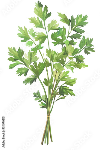 Fresh green parsley bundle, perfect for enhancing dishes with flavor and garnishing recipes in culinary art.