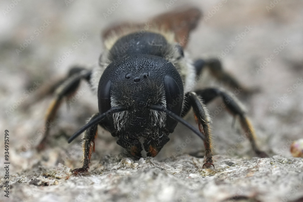 Frontal closeup on female of the not so common European mason bee, Osmia dimidiata