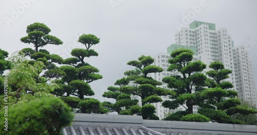 Beautiful Trees from the  Nan Lian Garden, Hong Kong photo