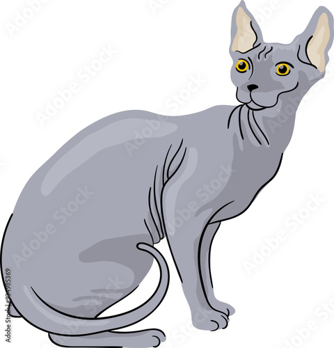 Illustration of a Sphynx Cat