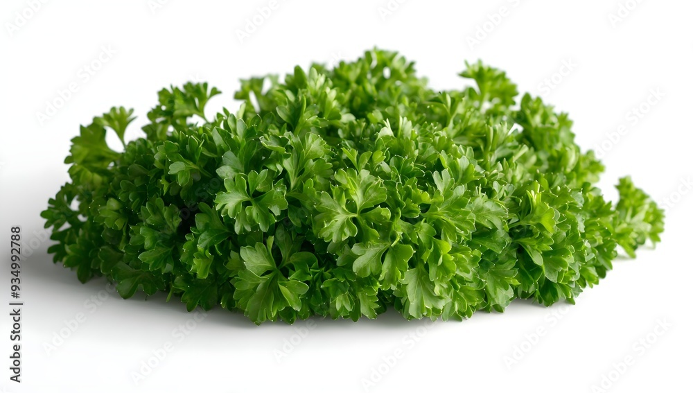 Fresh Green Parsley Isolated on White Background. Fresh Green Parsley Isolated on White Background.