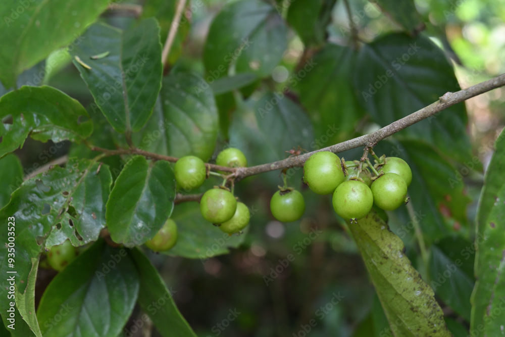 A group of immature green colored lovi-lovi fruits that are growing on the branch stem A group of immature green colored lovi-lovi fruits that are growing on the branch stem