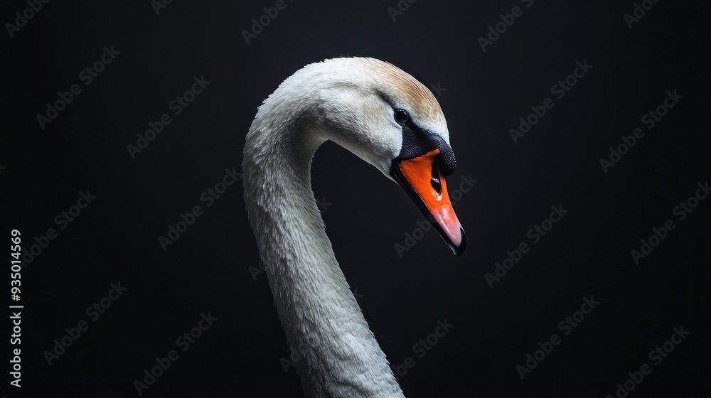 Fototapeta premium Elegant Swan Portrait