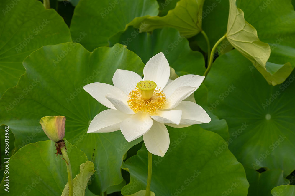 Elegant Lotus Flowers in Bloom: A Serene Nature Landscape Elegant Lotus Flowers in Bloom: A Serene Nature Landscape