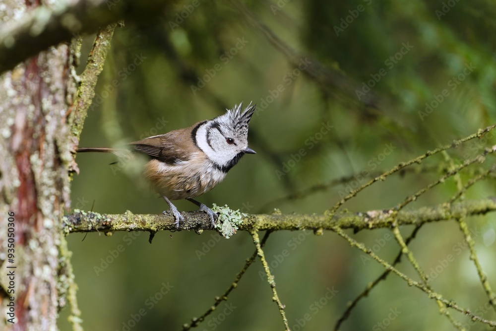 Fototapeta premium A cute crested tit sits on a larch twig covered with lichen. Lophophanes cristatus