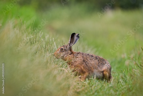 A cute european hare sits on a dirt road. Lepus europaeus